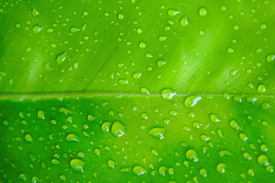 Water drops on green leaf 