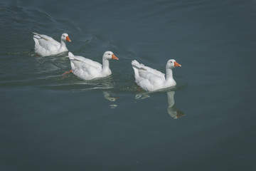 Patos nadando en hilera en un estanque