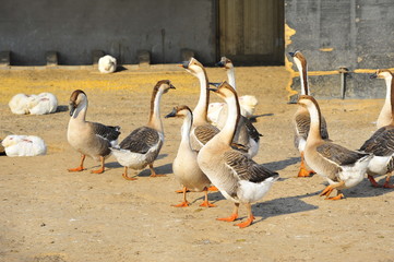 goose