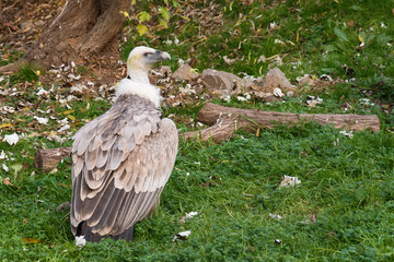 Naklejka premium Griffon vulture in prison