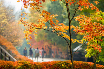 People are walking in the autumn park.