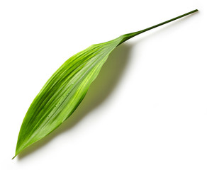 Green leaf on white background