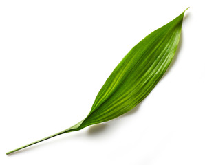 Obraz premium green tropical leaf