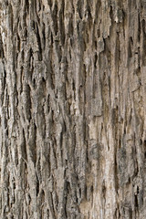 Wood texture with natural patterns, Background old panels, The bark of the tree.
