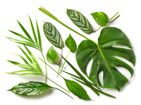 Fototapeta various tropical leaves