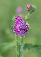 Gewöhnliche Kratzdistel, Cirsium vulgare