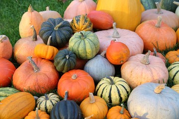 Squash and pumpkins.