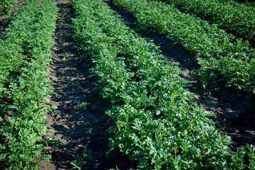 Blooming potato plants on the field. Selective focus.