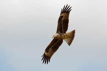 Black-eared kite (Milvus migrans lineatus) on the sky