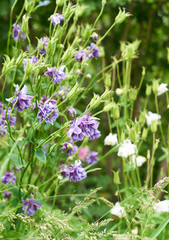 Fototapeta premium Blooming flowers in summer