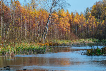 Forest lake on a Sunny autumn day