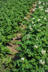 Blooming potato plants on the field. Selective focus.
