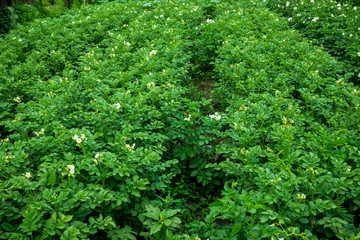 Fototapeta premium Blooming potato plants on the field. Selective focus.