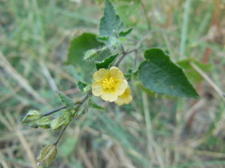 Closeup of Yellow beautiful flower in forest natural habitat