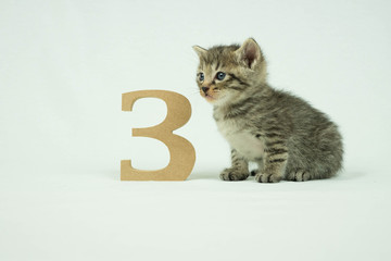 3と子猫