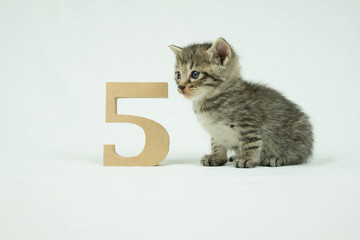 5と子猫