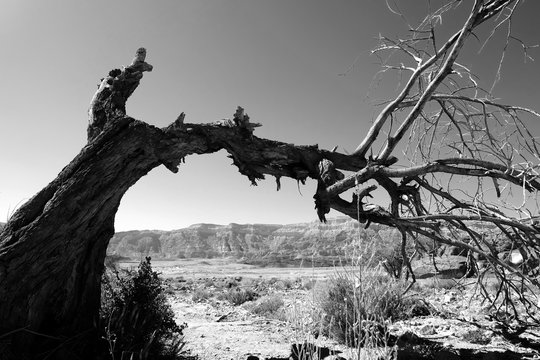 Dry tree in the desert.