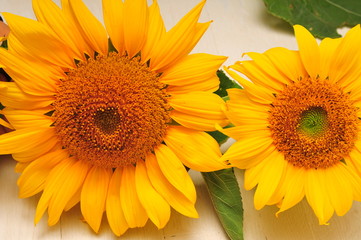 Naklejka premium Sunflowers on a white background