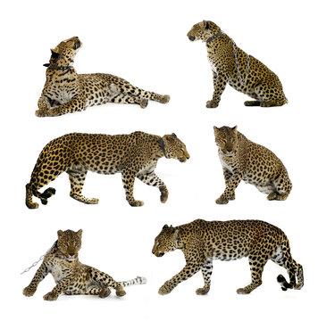 Leopard poses set.
