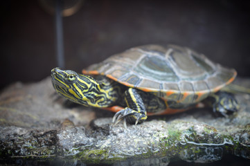 Painted Turtle
