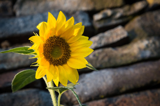 One yellow sunflower with blurred stonewall on background. Space on right side