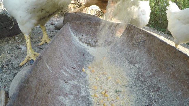 Pouring grains in a trough and chicks eating at a farm