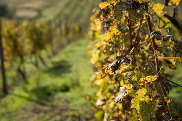 Rows of vineyard after harvesting in Slovakia. Shallow DOF. Space in left side