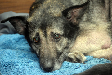 miserable dog