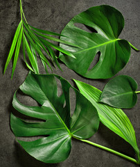 various tropical leaves © Mara Zemgaliete