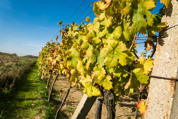 Row of vineyard with blue sky after harvesting in Slovakia