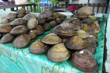BBQ Clam at roadside stalls