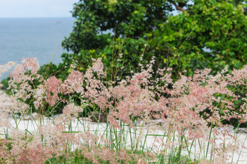 Pampas : 植物・ススキ・タイ