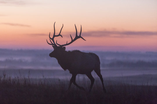 elk silhouette at dawn; Maxwell Wildlife Refuge; Kansas
