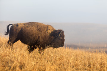 American bison walking down hill; Maxwell Wildlife Refuge, Kansas