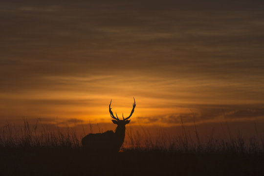 elk silhouette at sunrise; Maxwell Wildlife Refuge; Kansas