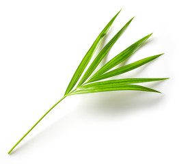 leaf of Areca palm