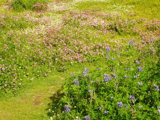 Path in Lupin and Red Clover Flowers