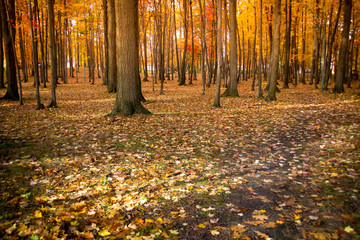 autumn foliage scenic