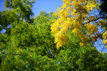 Trees with green and yellow autumn leaves