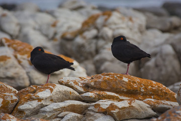 Pair of African Oystercatchers sleep warily on rocks.  South Africa 