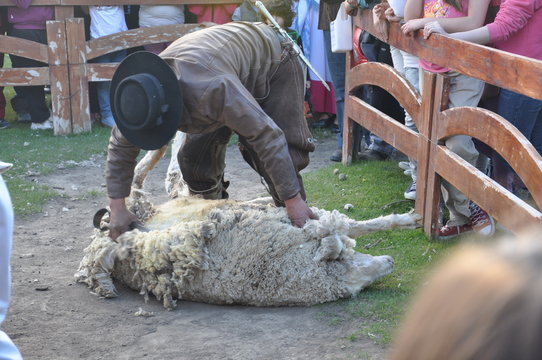 esquila