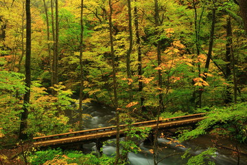紅葉の奥入瀬渓流
