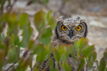 Spotted Eagle-owl stares from behind a bush near De Mond, South Africa