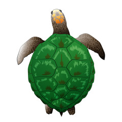 Big green realistic turtle vector illustration