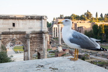 Seagull in Roman Forum - 178349369