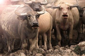 Thai Buffalo