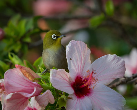 A Cape White-eye peeks around a pink hibiscus flower.  Cape Town, South Africa