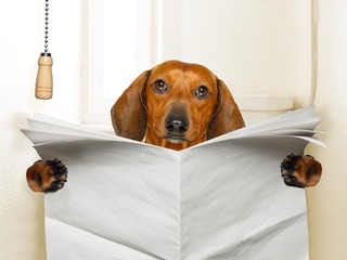 dog sitting on toilet