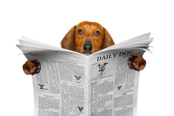 dog reading newspaper