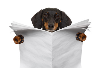dog reading newspaper